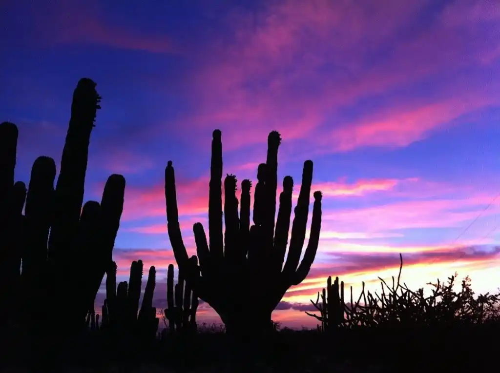 Magnificent Sunsets